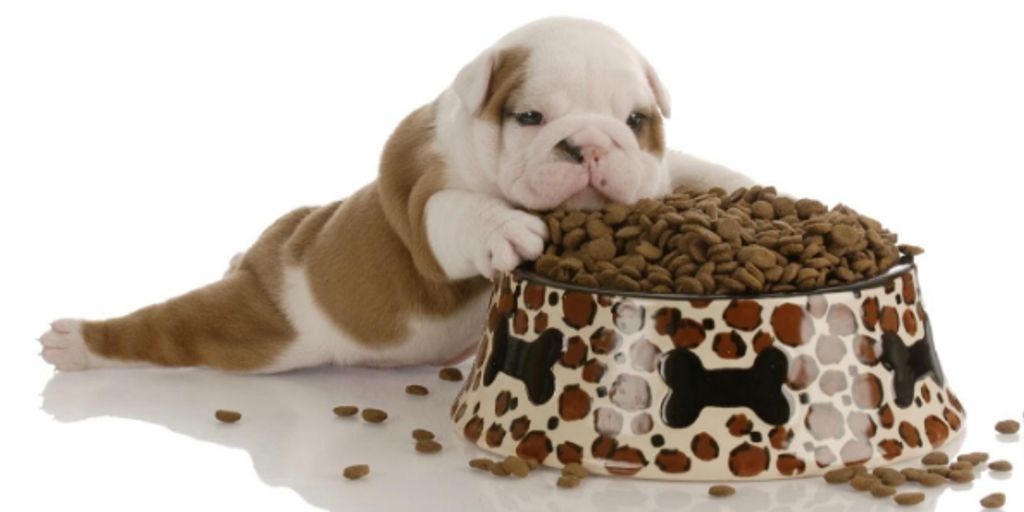 dog eating stool