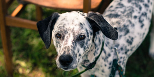 dog using ear drops