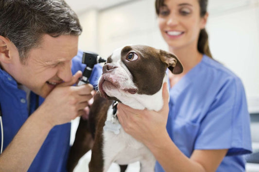 Clean Ears, Happy Dog: A Review of the Most Effective Ear Drops for Canines