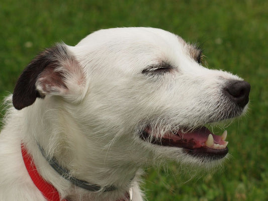 The All-In-One Solution: Finding a Vet That Does Grooming Too