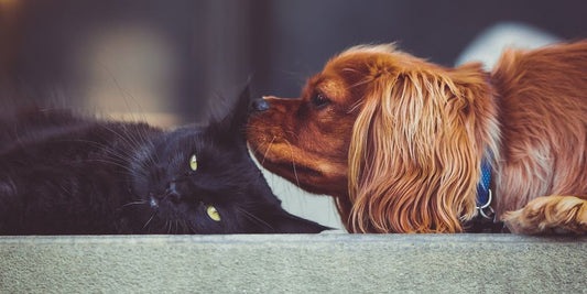 cats and dogs together in a cozy home environment