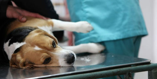 veterinarian performing surgery on dog in clinic