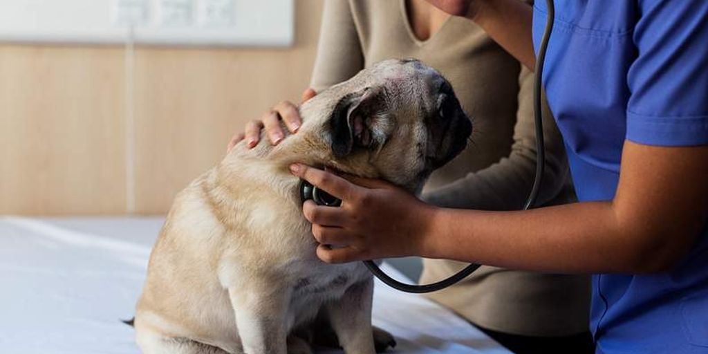 older dog with a veterinarian in a clinic