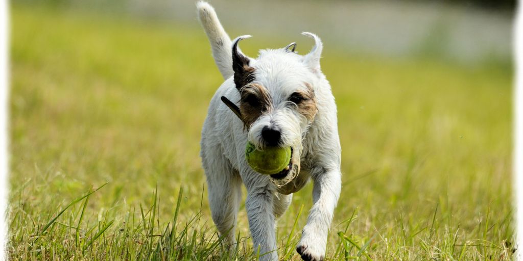 happy puppy playing in a garden