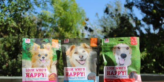 happy dog eating healthy food