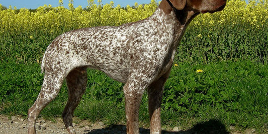 dog with hot spot spray solution