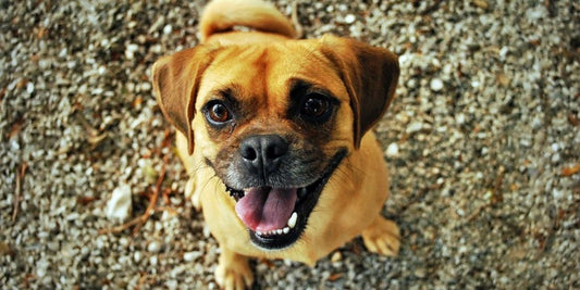 happy dog being bathed with antifungal shampoo