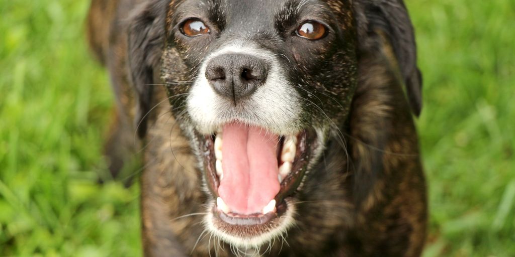 happy dog with healthy digestive system illustration