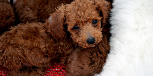 puppy shampoo