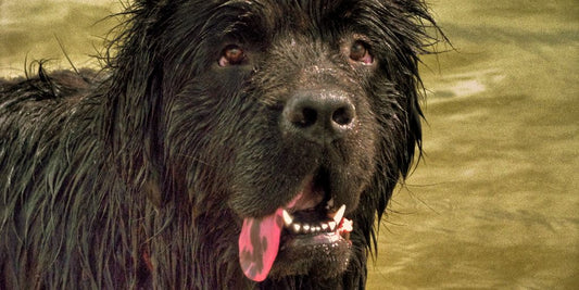 happy dog drinking water with dental additive