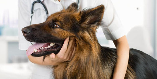 puppy at the vet clinic