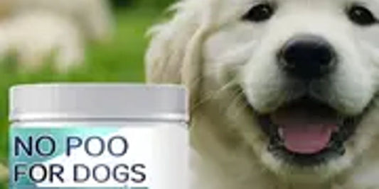 dog eating stool