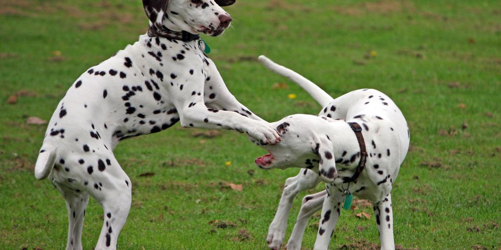 dog using chlorhexidine wipes