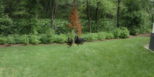 dog eating stool in garden
