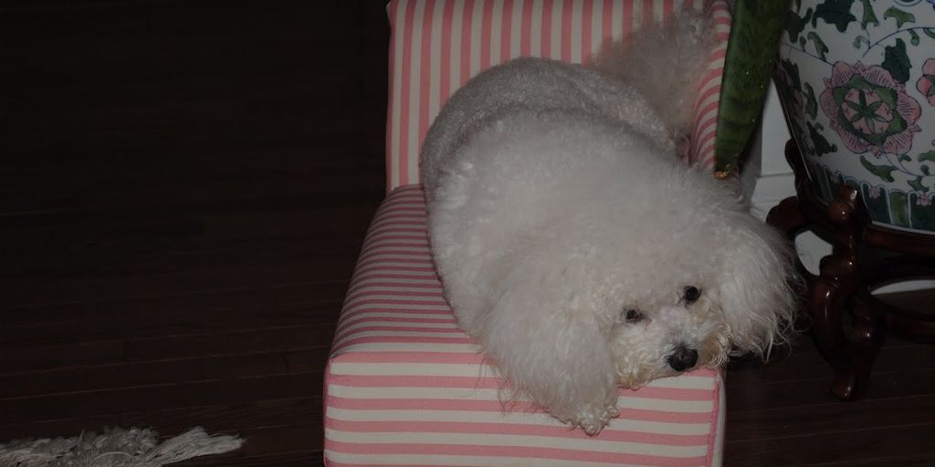 white dog shampoo