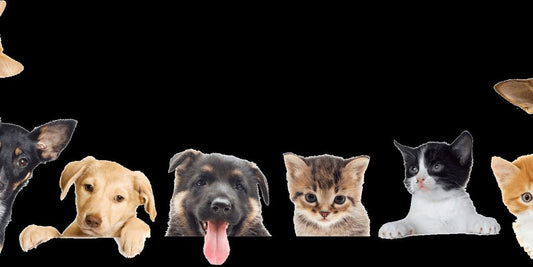cat medical supplies with owner in a home setting