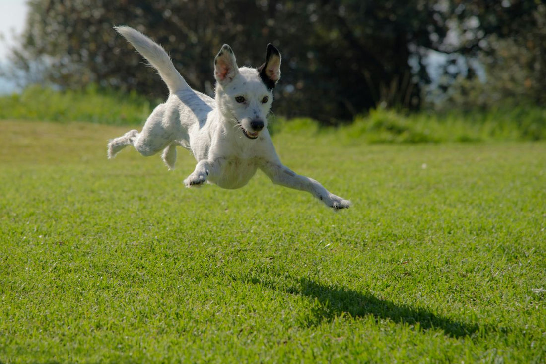 Top Joint Supplements for Dogs: Enhancing Mobility & Comfort
