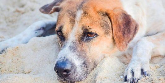 brown and white short coated dog lying on white sand during daytime