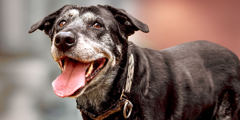 senior dog at vet