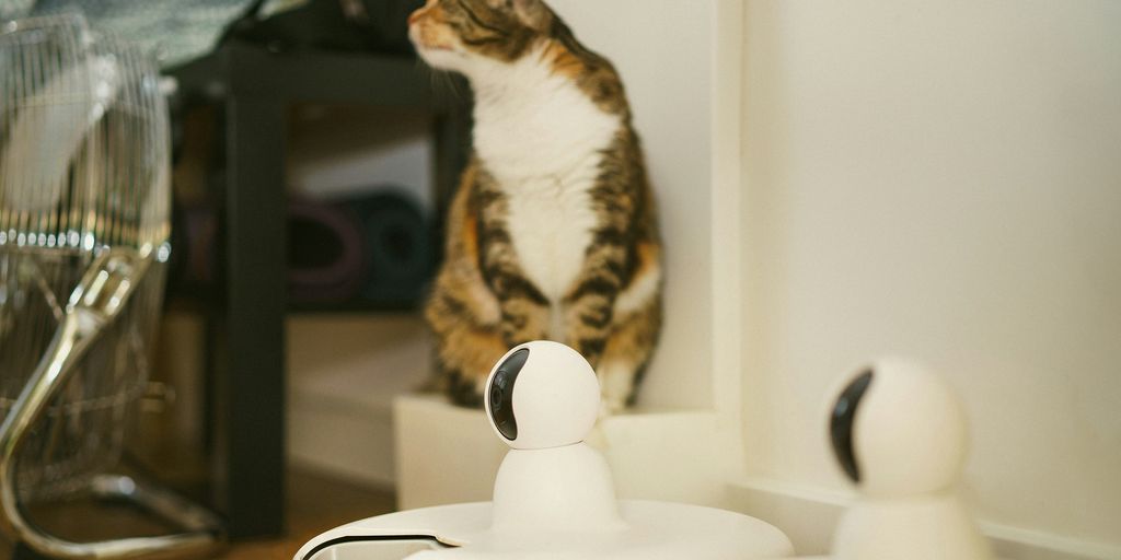 A cat sitting on a counter looking at a hair dryer