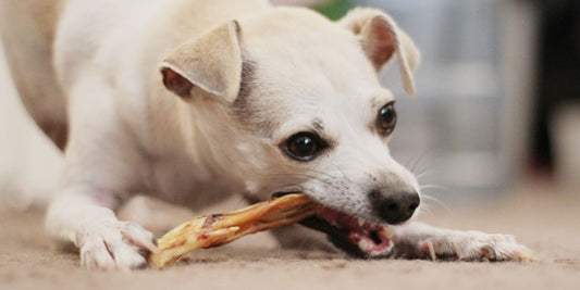 happy dog with hemp chews