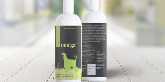 dog with omega 3 supplements