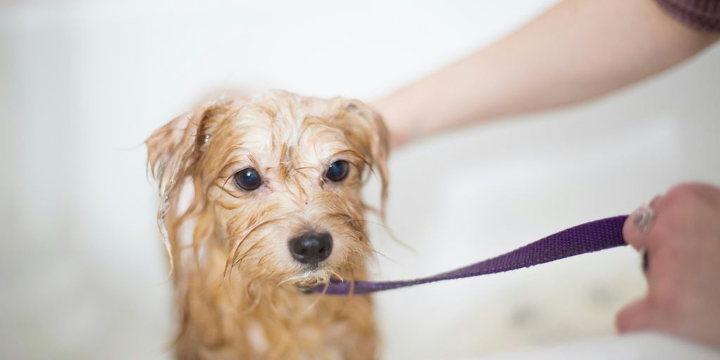 The Ultimate Guide to Pet Skin Care: Protecting Your Furry Friends