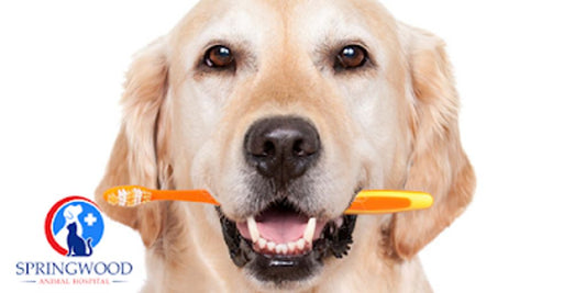 dog dental care