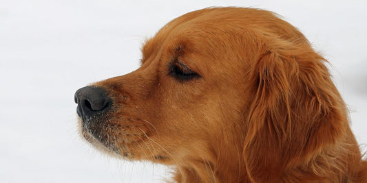 dog with healthy skin and fur, using antifungal shampoo