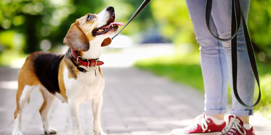 small animal veterinarian consulting with pet owner