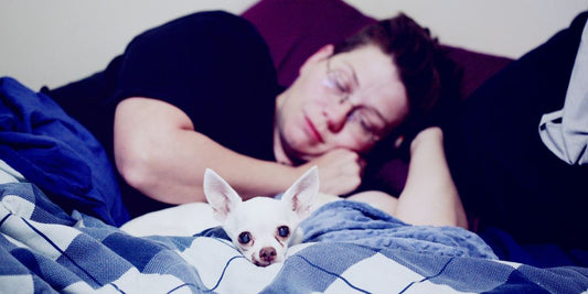 man lying down in bed beside white dog