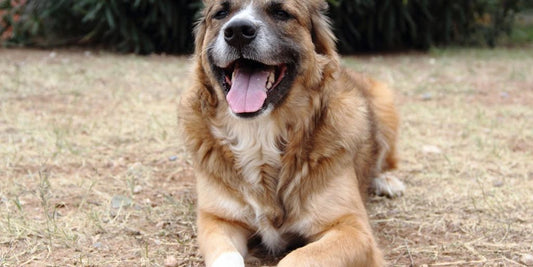 happy dog with supplements