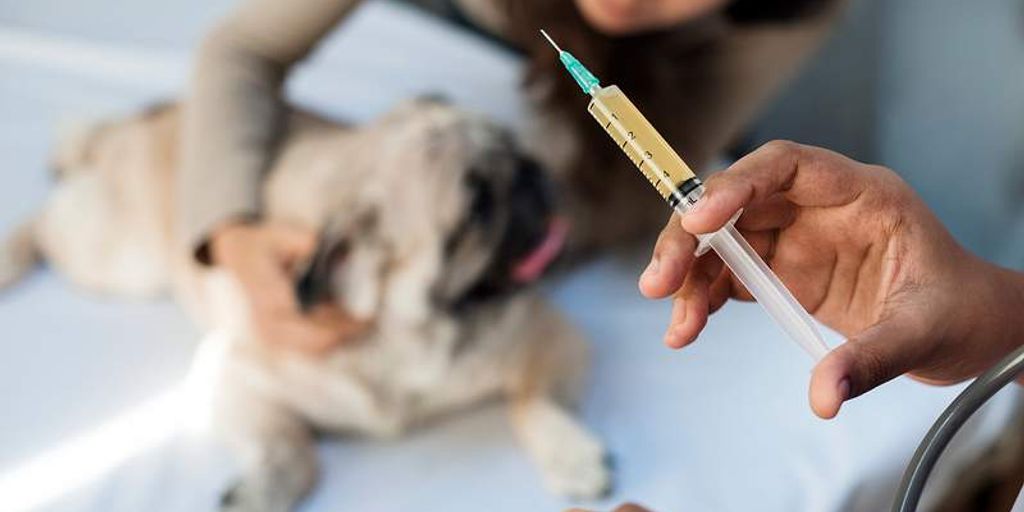 Top Veterinarians with Wellness Plans Near Me Ensuring Your Pet's Hea