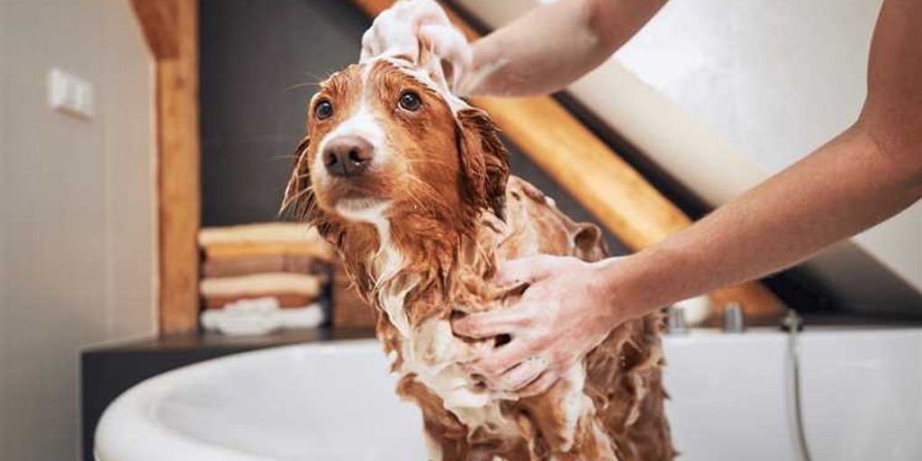 white dog being bathed with shampoo