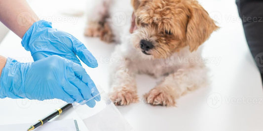 dog at vet