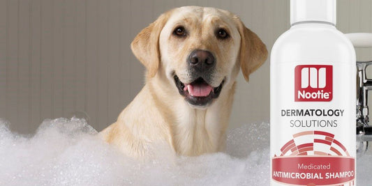 dog shampoo antifungal