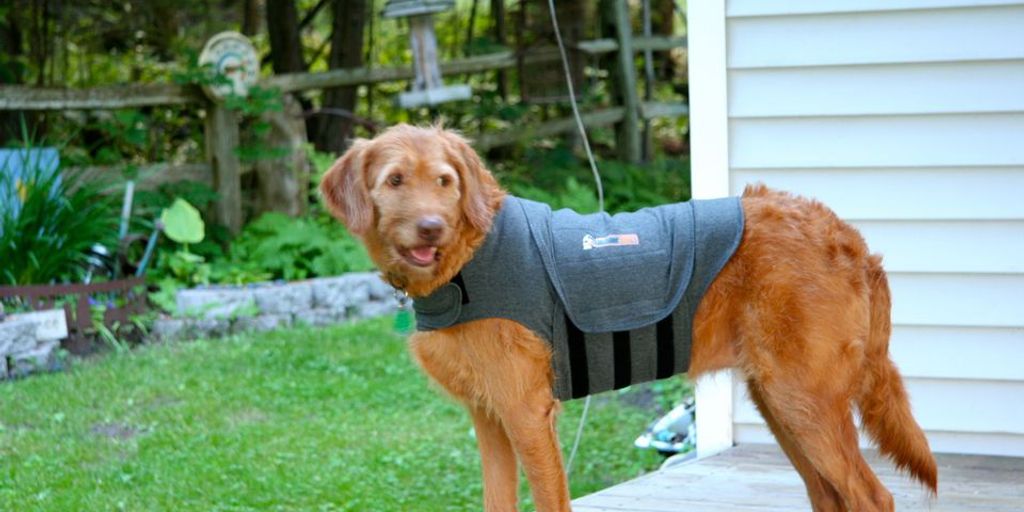 dog medical supplies
