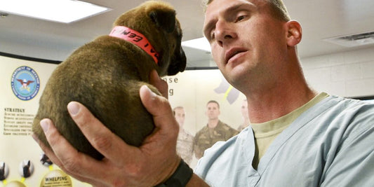 veterinarian clinic wellness plan pet care