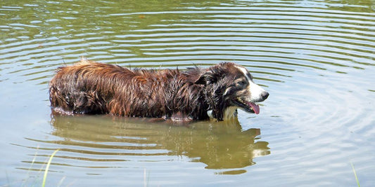 dog being bathed with oatmeal shampoo