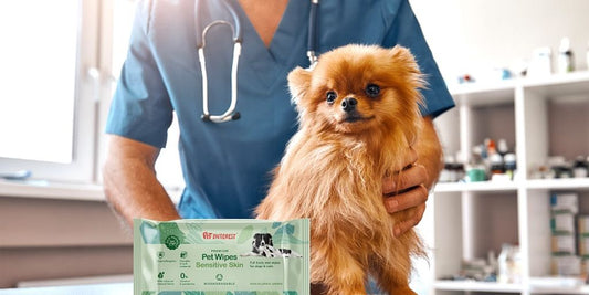 dog antibacterial wipes
