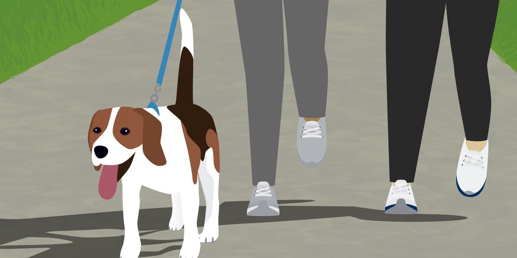 pet wellness plan