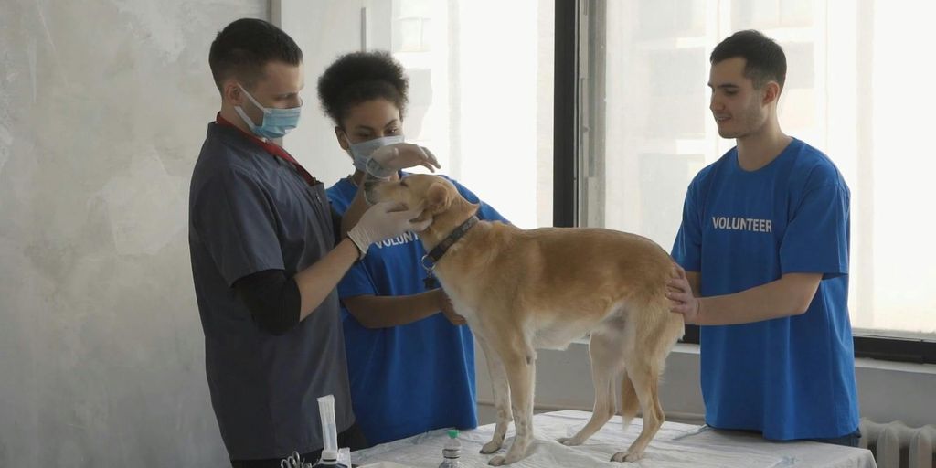 happy pets with veterinarian