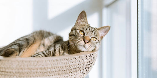 silver tabby cat on gray pillow beside clear glass window