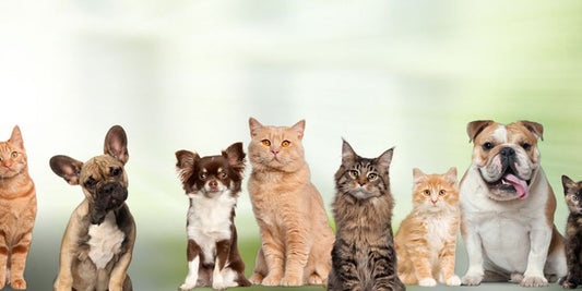 pet health certificate travel veterinarian office