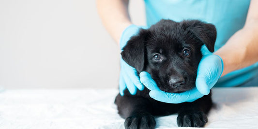 puppy first vet visit