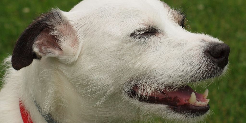 happy dog with probiotics