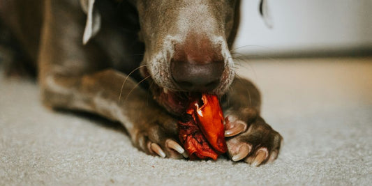 black short coat medium dog lying on floor