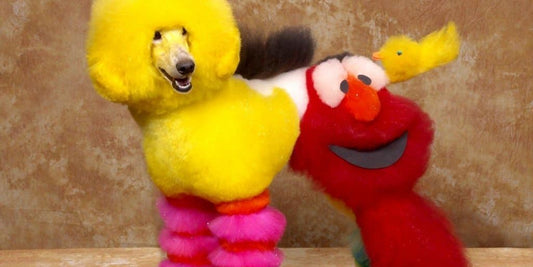 dog grooming