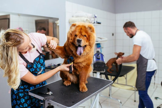 Full-Service Furry Care: Finding Vets with Grooming Options