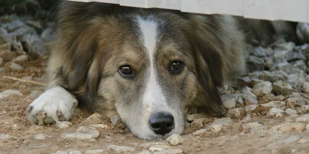 dog drinking water from bowl with dental health products